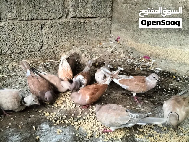 حمام بر (عفاد)
