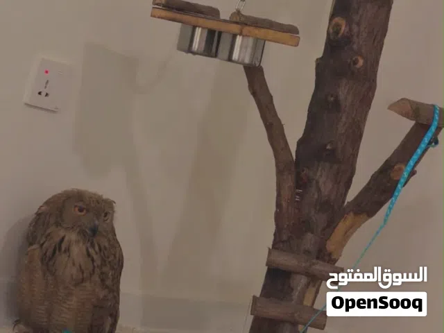بومة للبيع