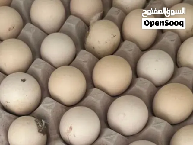 بيض فرنسي للفقاسة