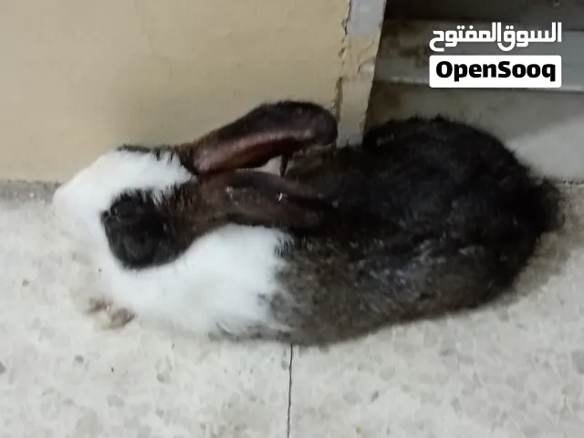 adult rabbit for sale