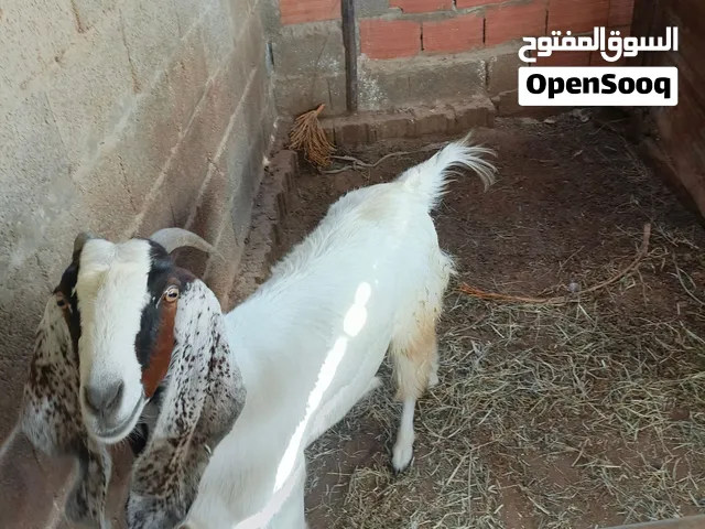 عنز قبرصي للبيع سنه. سداس