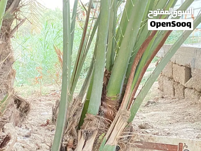 فسائل نخيل برحي حر اصلية وقوية وصحية وممتازة لزراعه متوفر عدد جيد السعر 150 وبيهن مجال