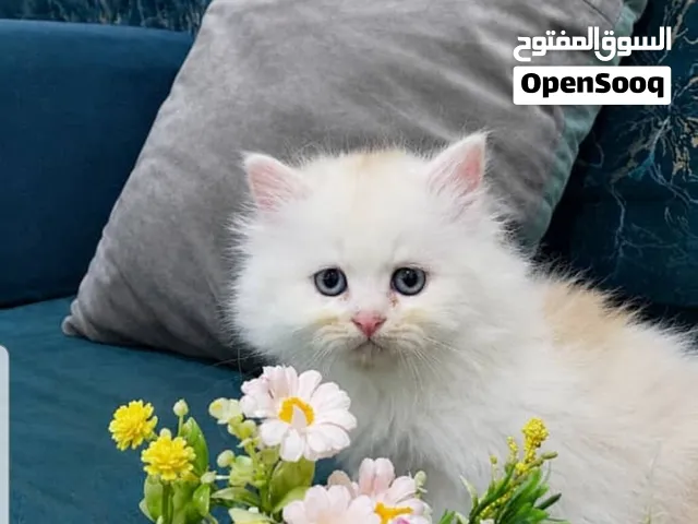 ذكر شيراري بيور.