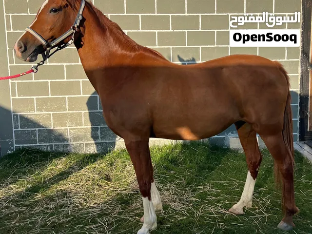FOR SALE  BEAUTIFUL MARE