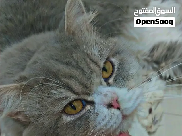 قط ذكر مُطعم و لديه جواز