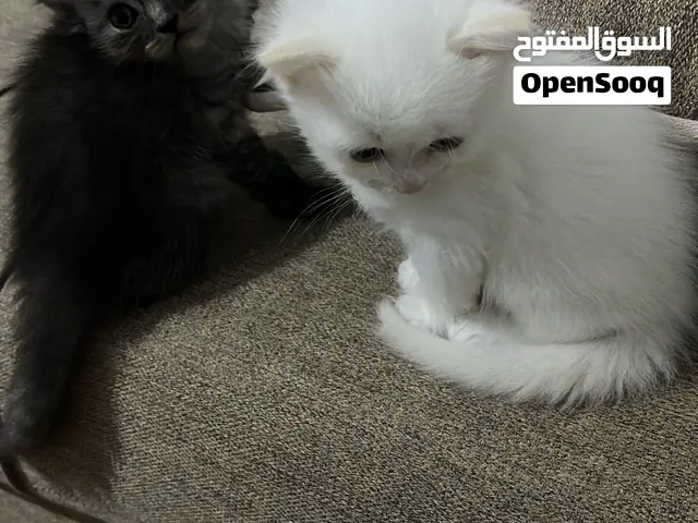 قطط شرازي للبيع