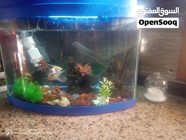 حوض حوت كبير