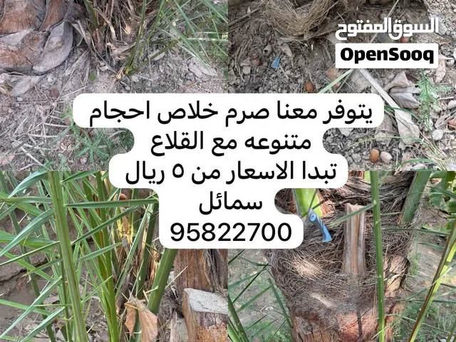 صرم خلاص وخنيزي