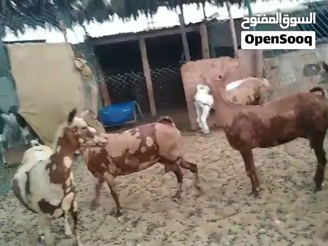 صلاليات للبيع