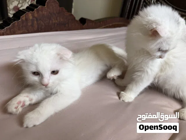 كتين العمر شهرين ونص