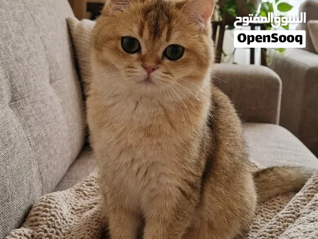 سكوتش ستريت جولدن ny 11