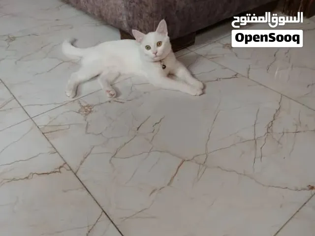 قط انغورى تركي