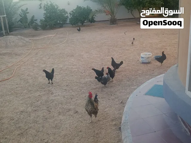 عدد6دجاجات للبيع ودجاجة تحتها 4 وعدد8طتاكيت للبيع
