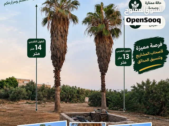 نخيل الواشنطونيا