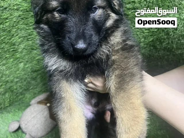 German shepherd puppies