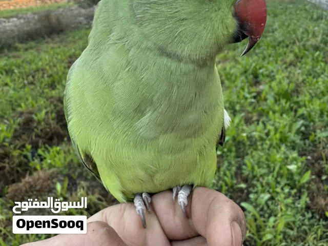 بغبغان دره هندي مدرب و متكلم
