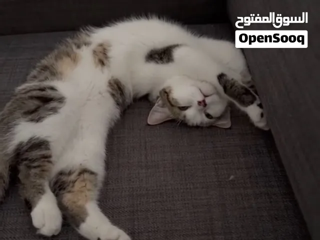 6 month old domestic short hair for adoption