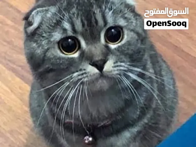 قط ذكر للتبني سكوتش فولد