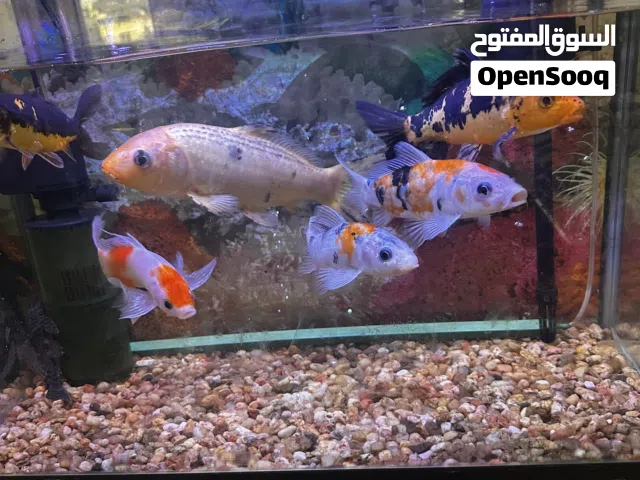 حوض سمك للبيع مع اغراضه والسمك ب 45 دينار
