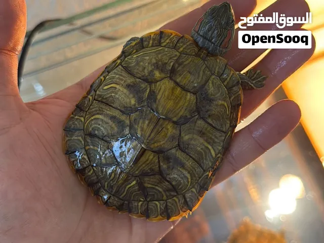 3 سلاحف للبيع