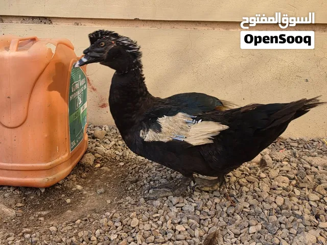 بط للبيع ذكور  حجم كبير  وبحصه ممتازه