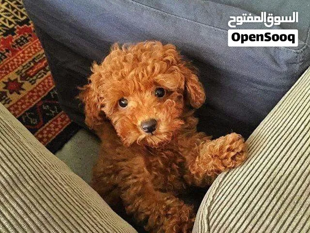 7 weeks Poddle for sale