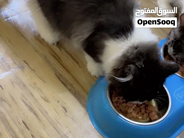 بزوناتي كتن وحده بيرشن وثانيه سكوتش