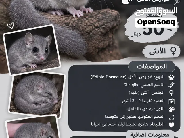 سنجاب القزم السعر