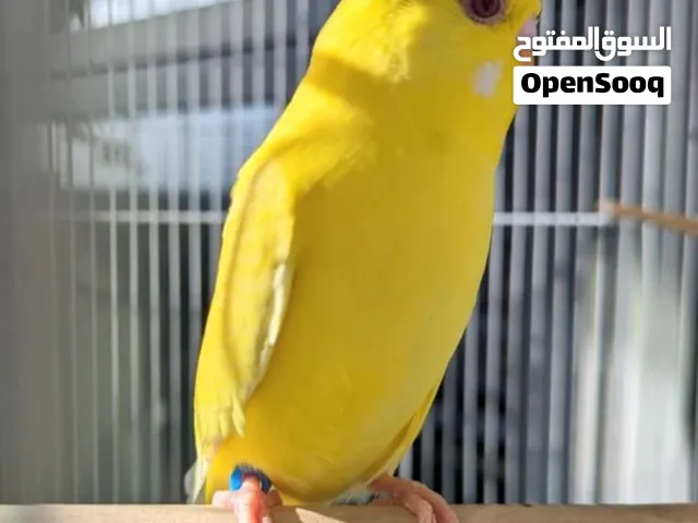 اقره لوصف قبل ماتراسل مهم جدا