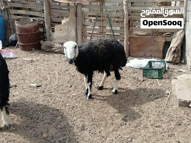 سلام عليكم  شباب عواسي نضفات وحلوات وسمان مالت بستان تجي وشوفن سبب البيع زياده حاجه نثيه وفحل يمكن ن