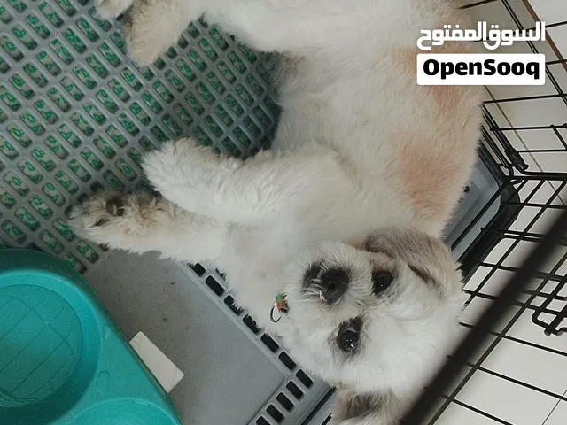 انثى شيتزو العمر 8