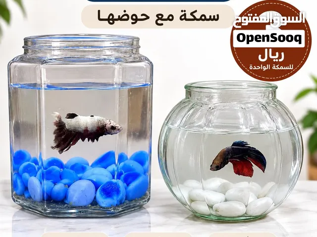 سمكة زينة جميلة مع حوض زجاجي زجاجي جاهزة للاستخدام