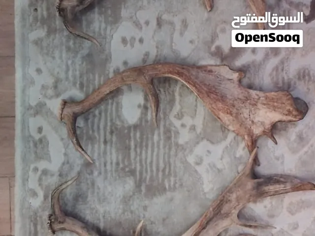 شراء قرون غزال الفلودير