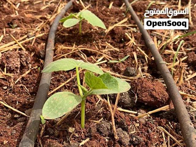 بيوت بلاستيكية لزراعة المحاصيل الشتوية