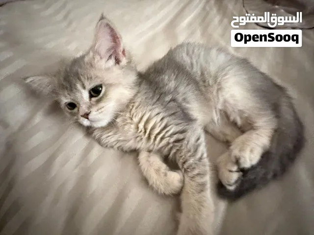 بريتش شورت هير British short hair