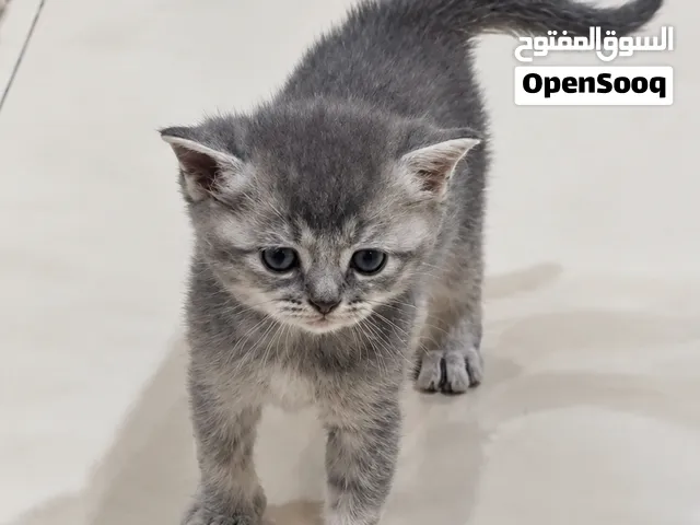 برتش شورت هير British short hair