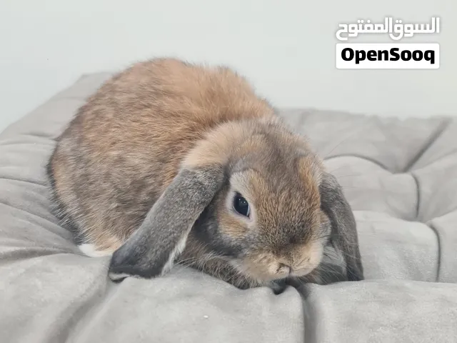 للبيع هولند لوب