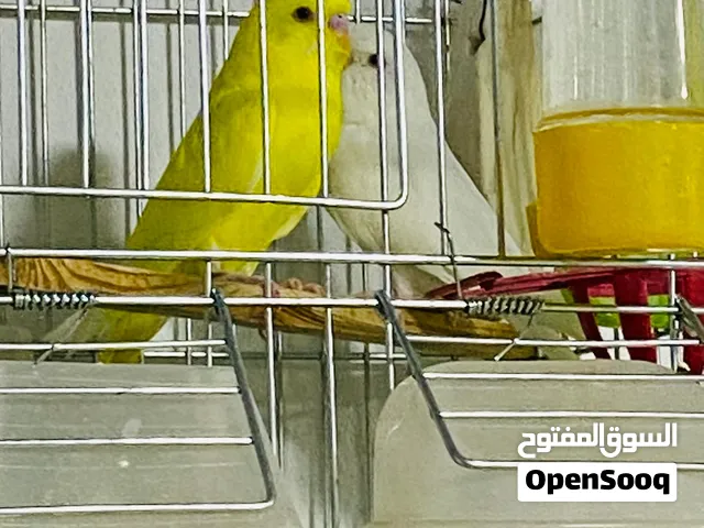 جوزين حب لاتينو