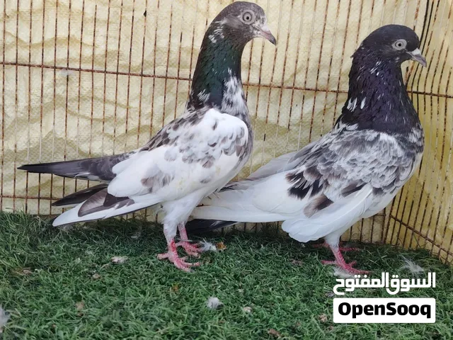 حمام بكستاني شيخ والاه