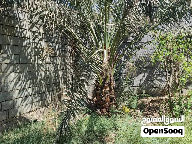 نخله حلاويه في ابي الخصيب السعر 75 الف  ورطبتها ماشاء الله