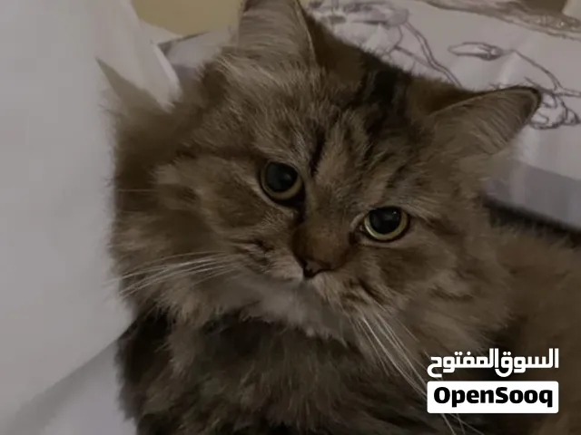 قط أليف جداً (معقم) للبيع مع كامل أغراضه بداعي الانتقال لسكن جامعي