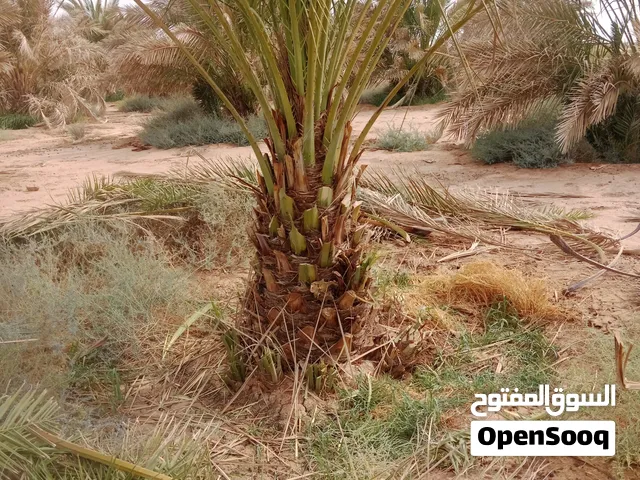 سلام عليكم يوجد لدينا جميع أنواع النخيل
