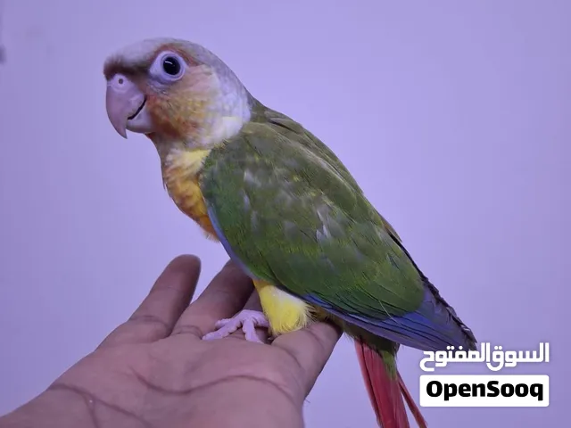 باينبل كنيور pineapple conure
