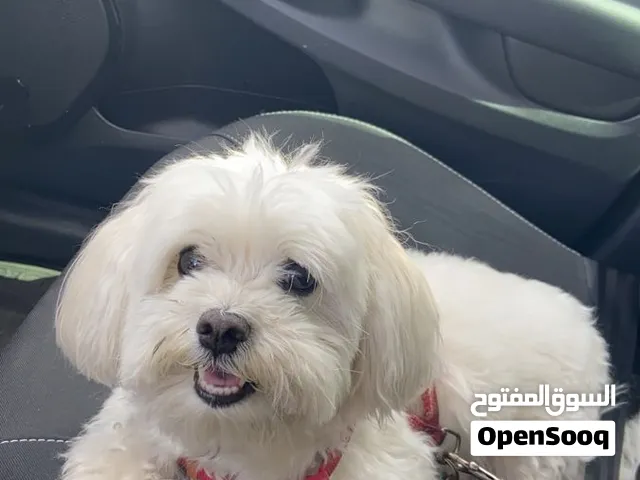 كلب للبيع نوع مالتيز
