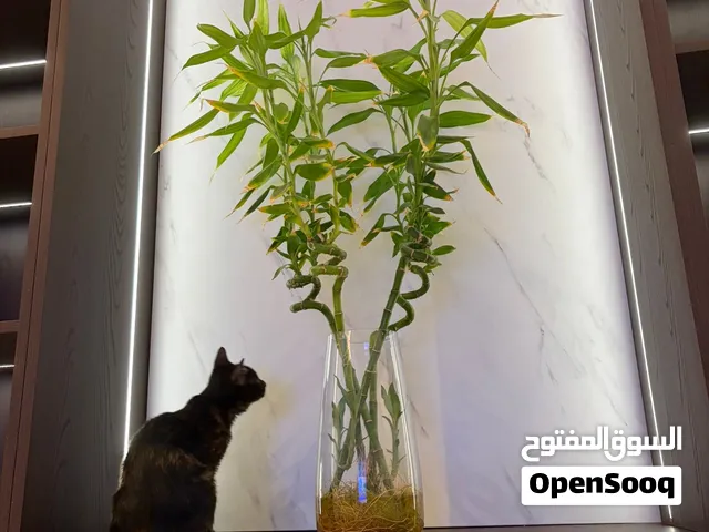 Kitten for adoption