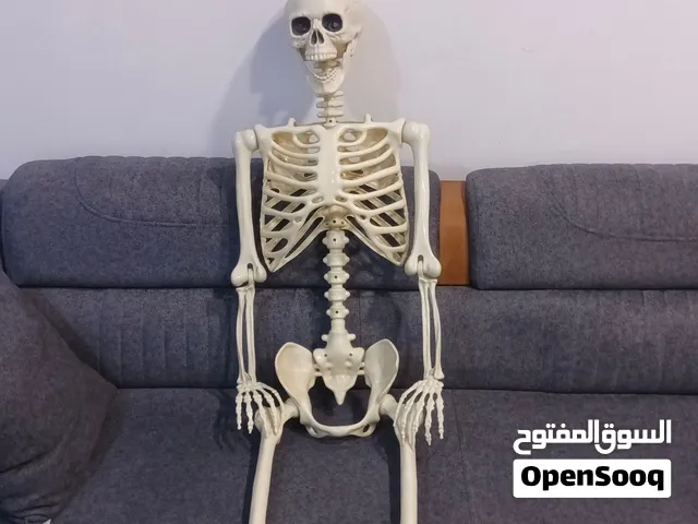 هيكل عظمي حجم طبيعي