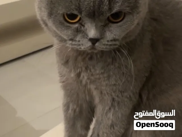 Scottish fold
