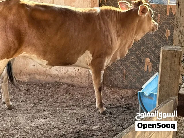 All kind of halal livestock animals
