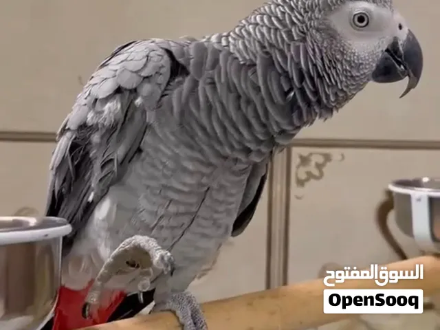 كاسكو الأفريقي الرمادي