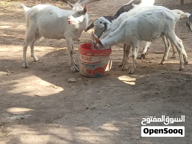 3ماعز فرنسوي